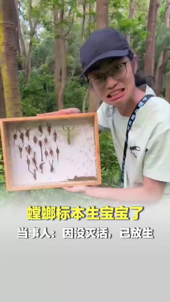 螳螂标本盒里孵出无数小螳螂，当事人：没有灭活是失误，标本盒里孵出小螳螂当事人称已放生