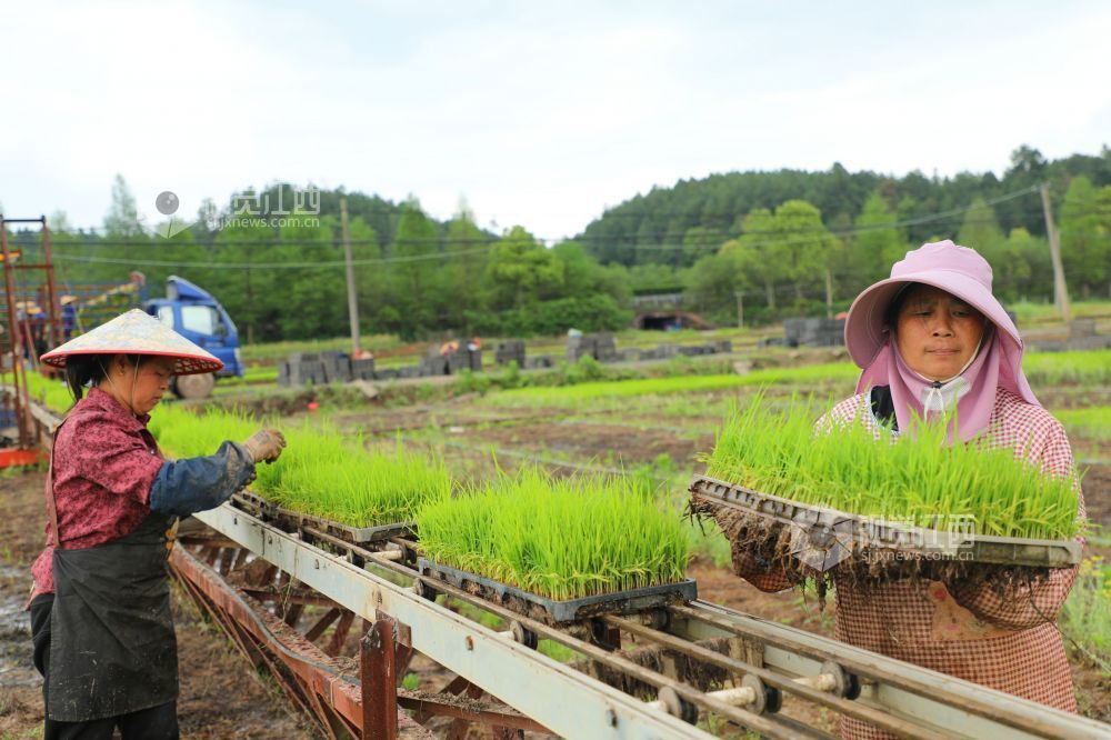 2026年4月23日，江西省吉安市泰和县嘉农惠农机专业合作社工厂化早稻育秧基地，农民正在装运起获的早稻秧苗。