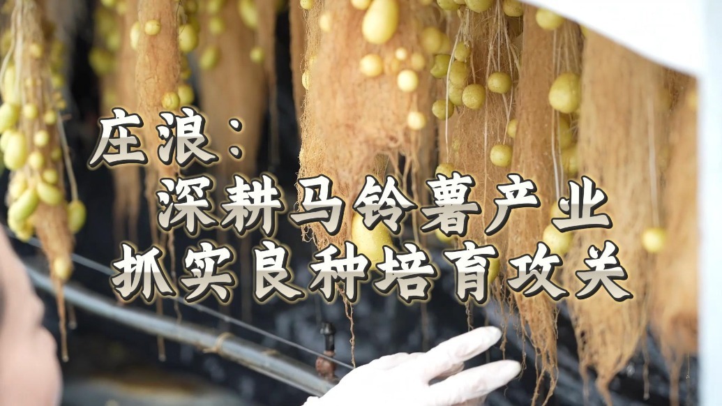 【甘快看】马铃薯“生长日记”　甘肃庄浪抢抓农时育良种