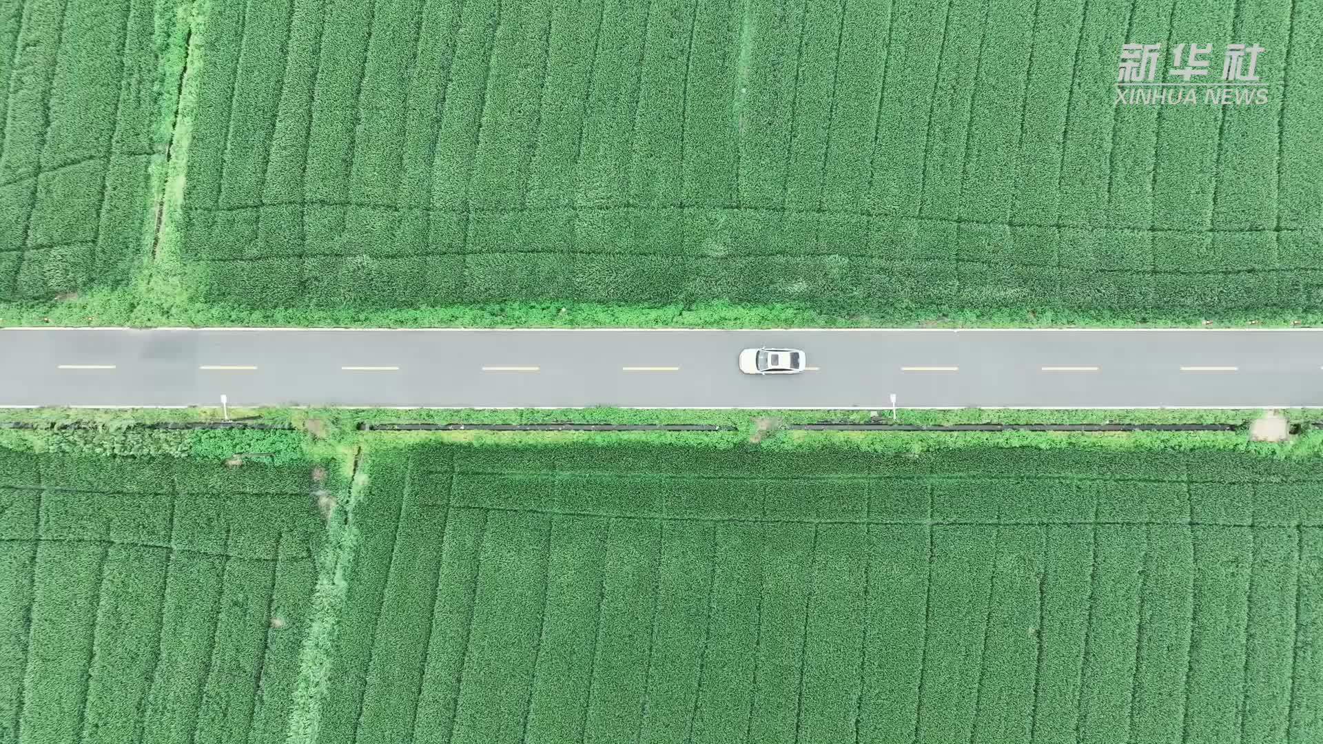 浙江长兴：风吹麦浪起 满目皆是春