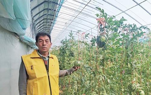 李继强查看西瓜长势。