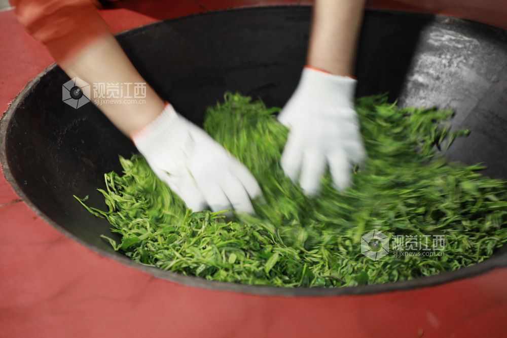 江西金溪：高山野茶吐新绿 一片“野叶子”变成“金叶子”（图）
