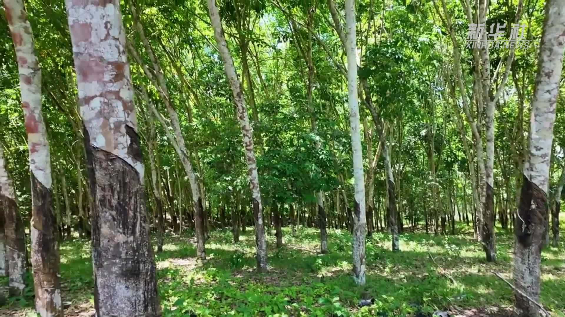 零关税政策为科特迪瓦橡胶产业带来新机遇