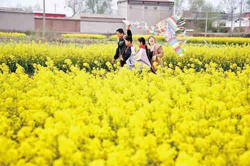 春和景明，邢台经济开发区北街村油菜花盛开。近日，邢台经济开发区北街小学开展了亲子踏青寻春活动，孩子和家长一起乐享美好春光。 本报记者 赵永辉摄