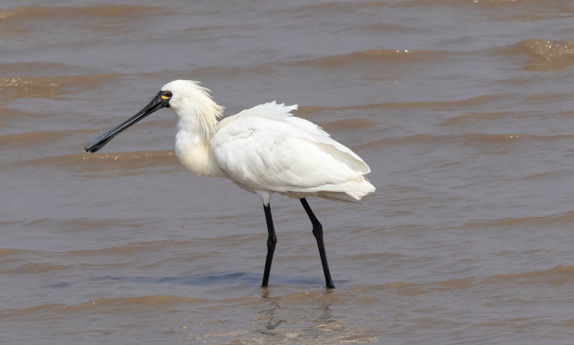 黑脸琵鹭——IUCN易危物种，被誉为“湿地生态的指示物种”，在镇海区滩涂活动