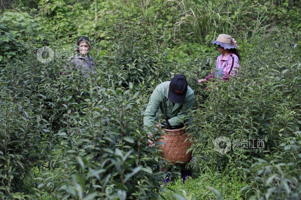 江西金溪：高山野茶吐新绿 一片“野叶子”变成“金叶子”（图）