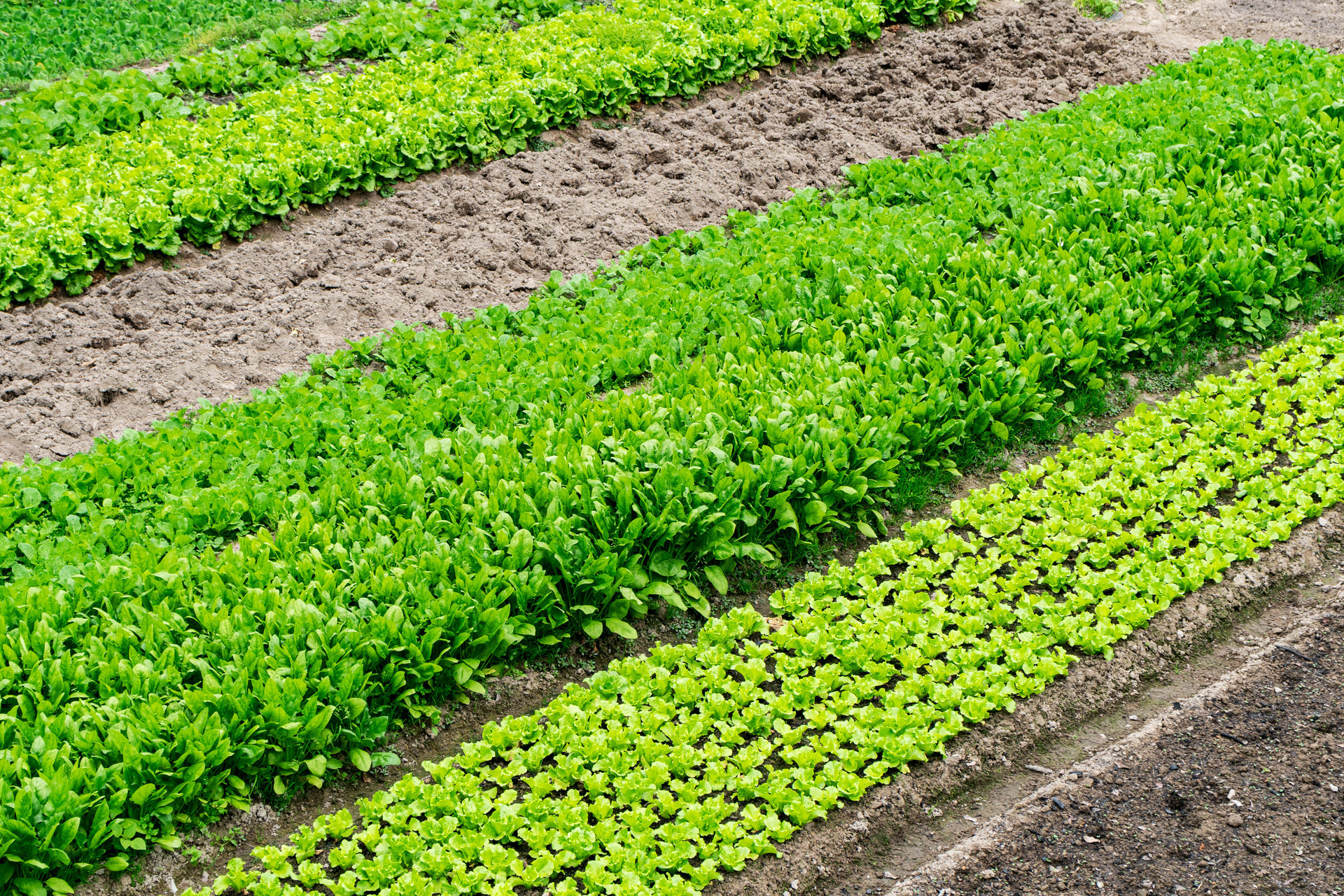 助力乡村全面振兴 平度税务税宣春风促遵从合规诚信