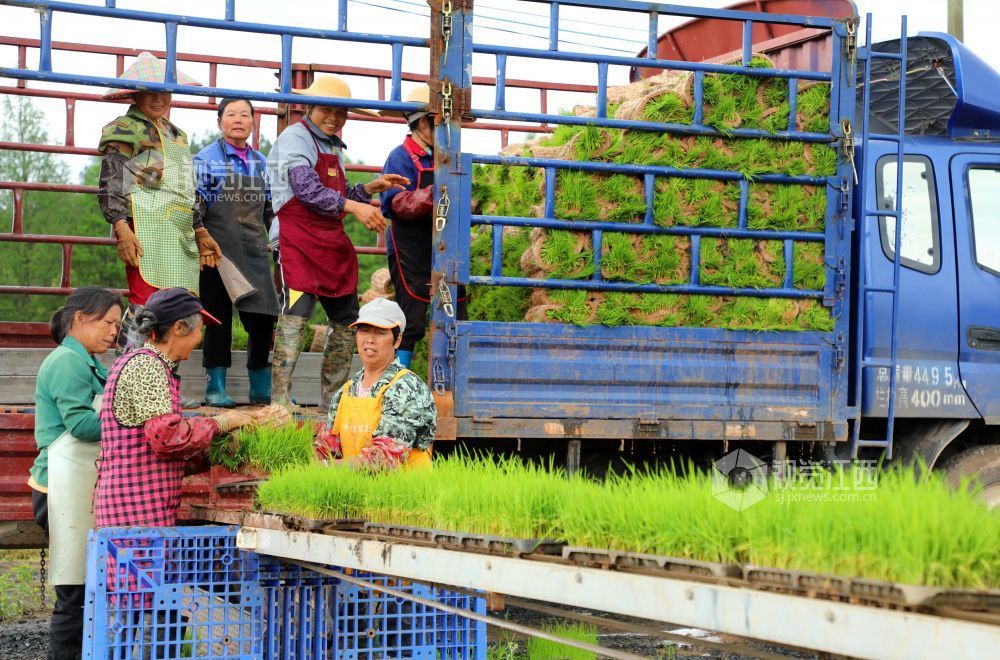 2026年4月23日，江西省吉安市泰和县禾市镇江北村嘉农惠农机专业合作社工厂化早稻育秧基地，农民正在装运起获的早稻秧苗，准备进行大田移栽。