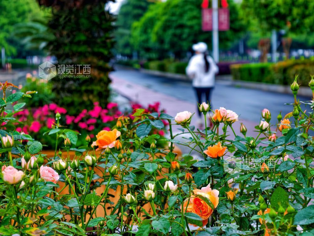 江西分宜：雨中月季盛放 繁花扮靓广场（图）