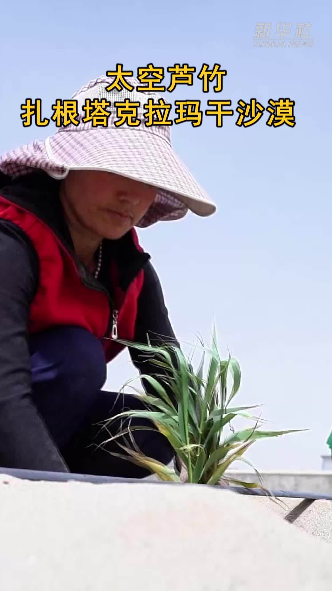 太空芦竹扎根塔克拉玛干沙漠