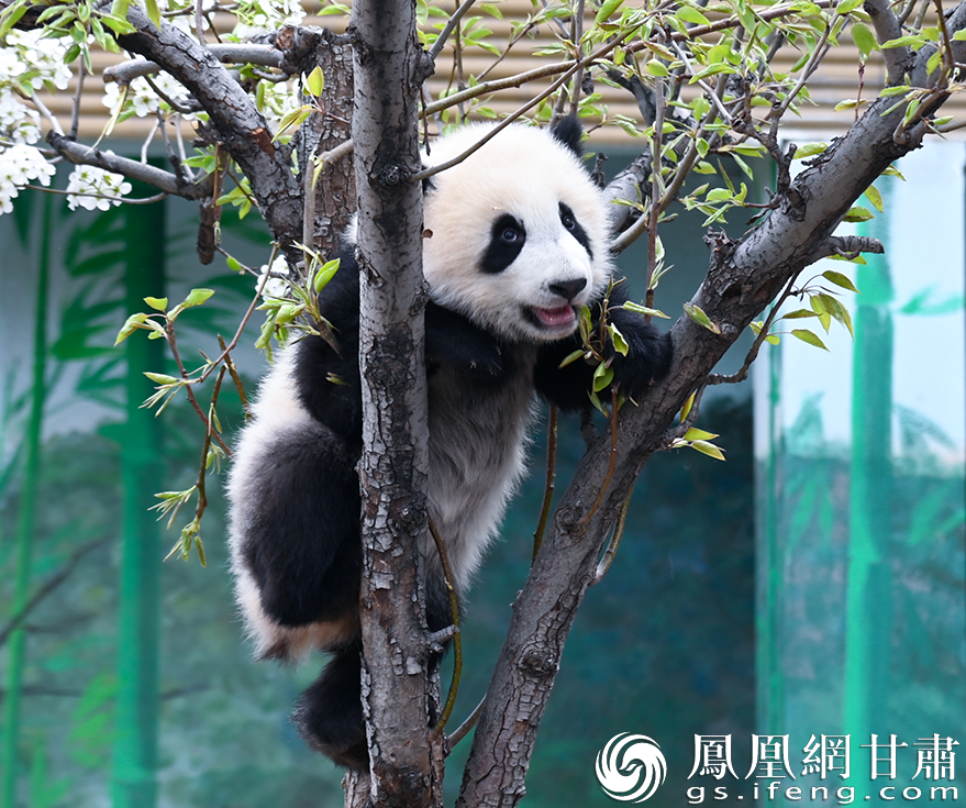 爬树健将“曼兰崽”动作敏捷，萌态十足。