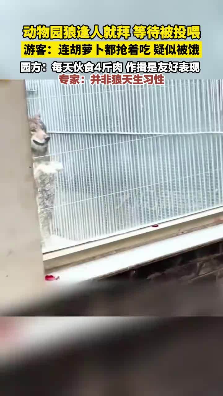 动物园狼逢人就拜 等待被投喂 游客：连胡萝卜都抢着吃 疑似被饿 园方：每天伙食4斤肉 作揖是友好表现 专家：并非狼天生习性