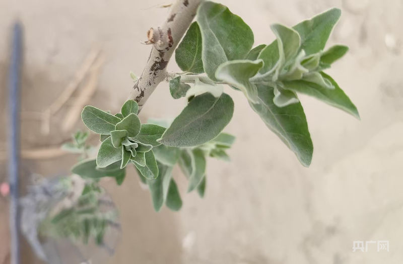 岳普湖县阿洪鲁库木乡防沙治沙造林点的沙枣已发芽 （央广网发 马晓杉 摄）