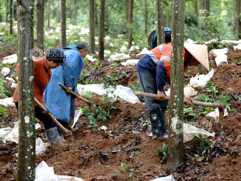 江西分宜：灵芝栽种忙（图）
