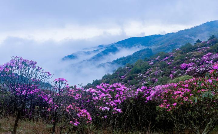 云锦盛开江西坳。刘剑峰摄