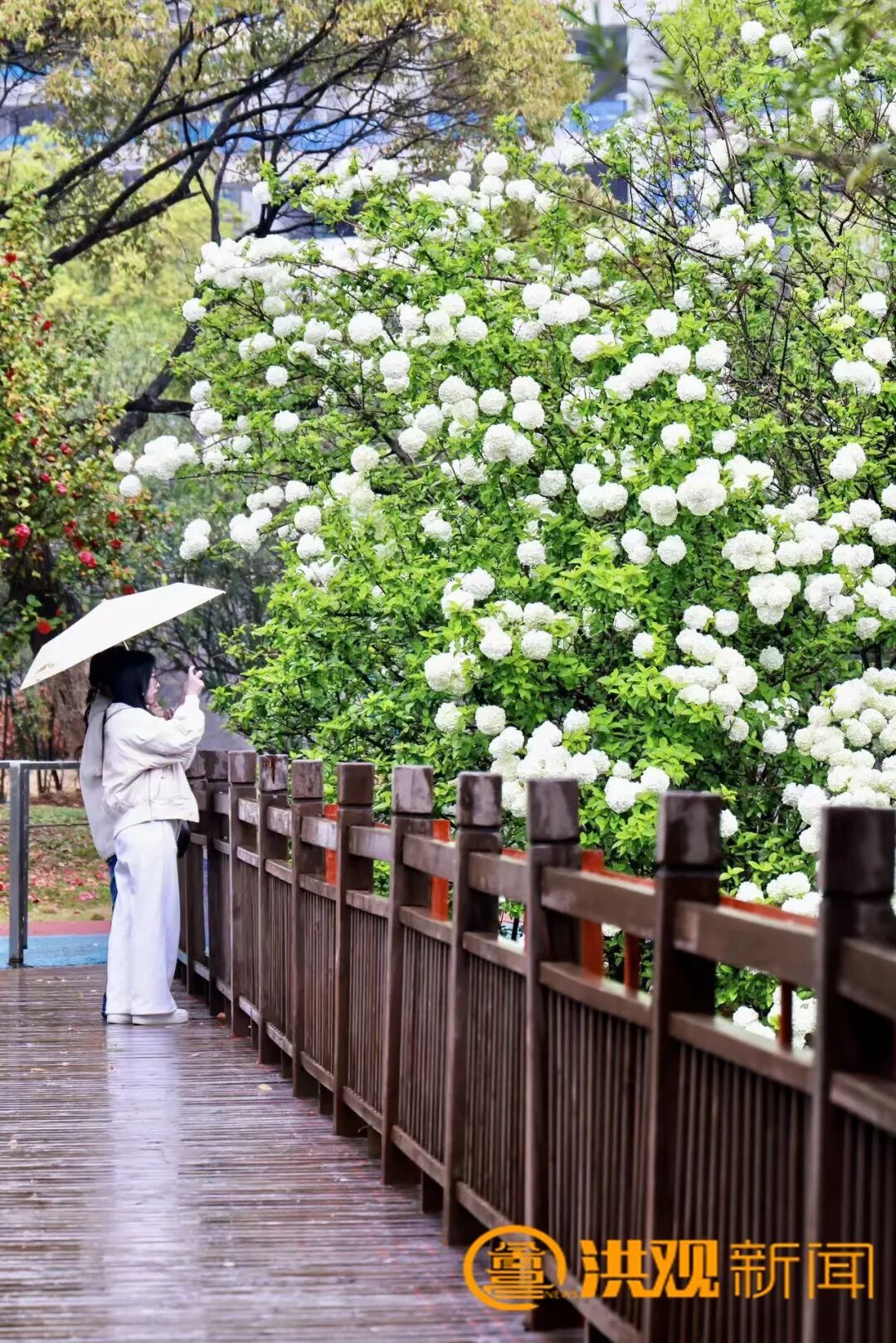 读书、赏花、听雨……看，这是最美的南昌四月天