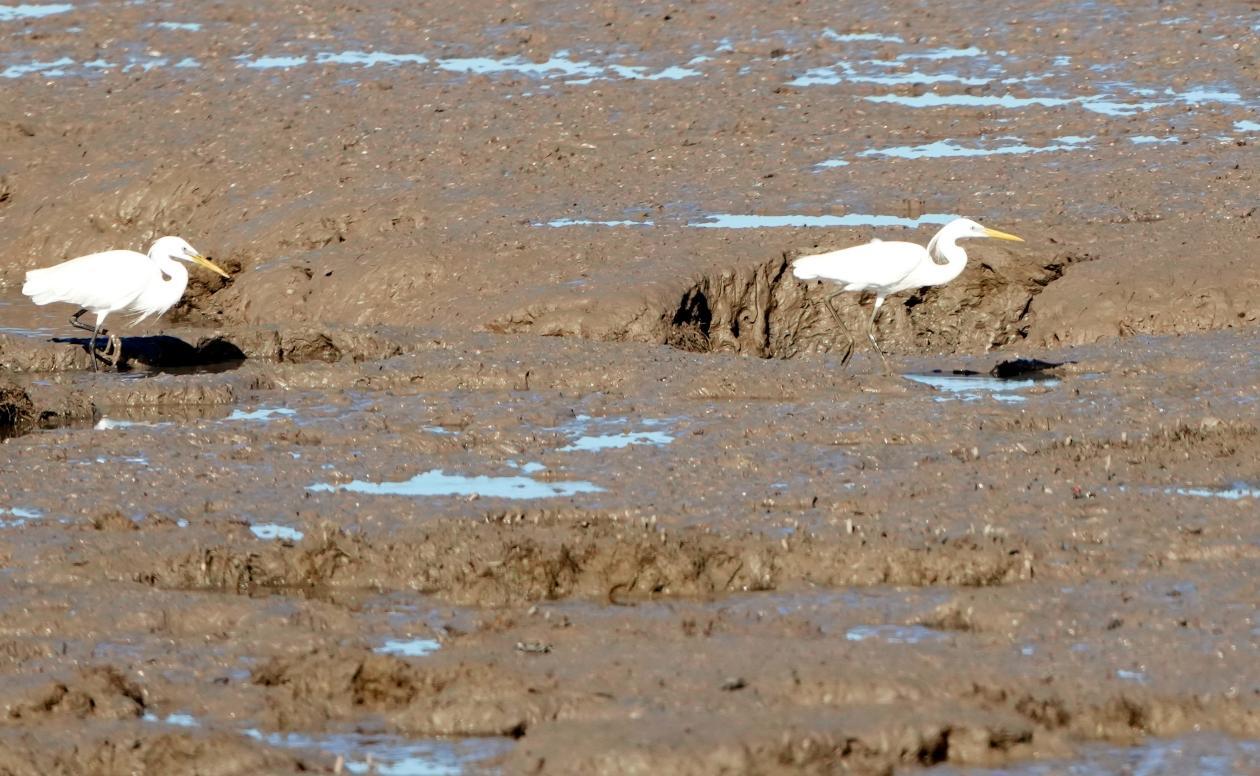 镇海炼化厂区周边滩涂拍到黄嘴白鹭