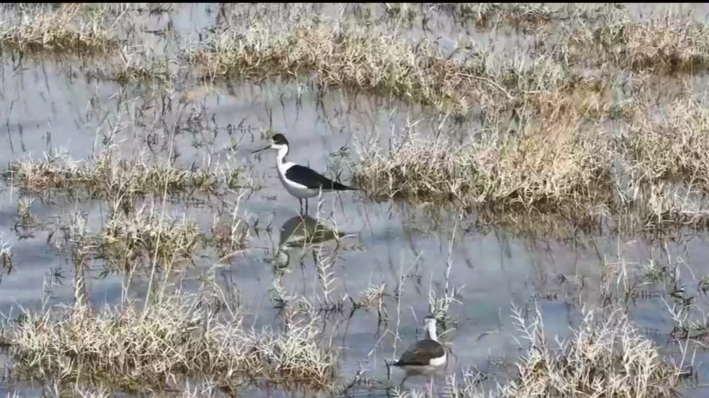 “红腿娘子”翩然来访　黑翅长脚鹬现身敦煌阳关湿地