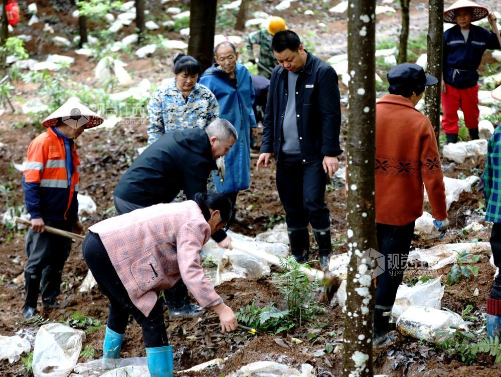 江西分宜：灵芝栽种忙（图）