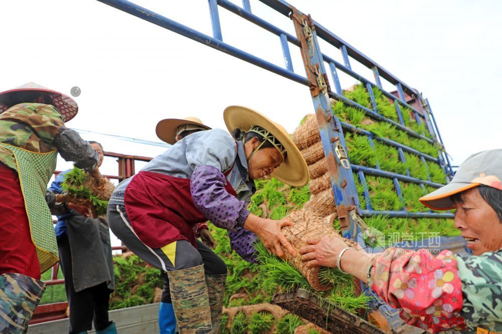 2026年4月23日，江西省吉安市泰和县嘉农惠农机专业合作社工厂化早稻育秧基地，农民正在装运起获的早稻秧苗。