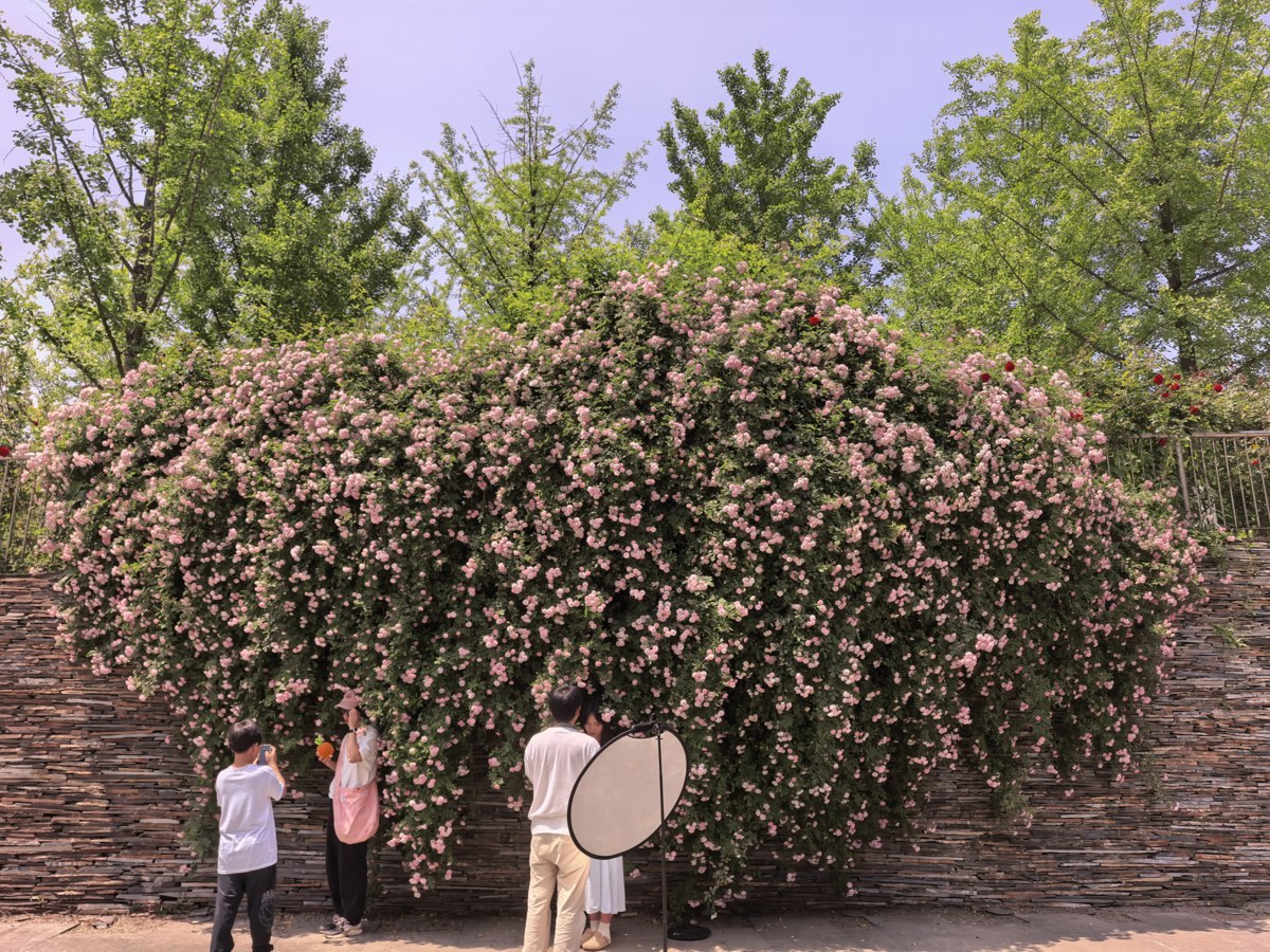武汉园博园蔷薇独木成景.jpg