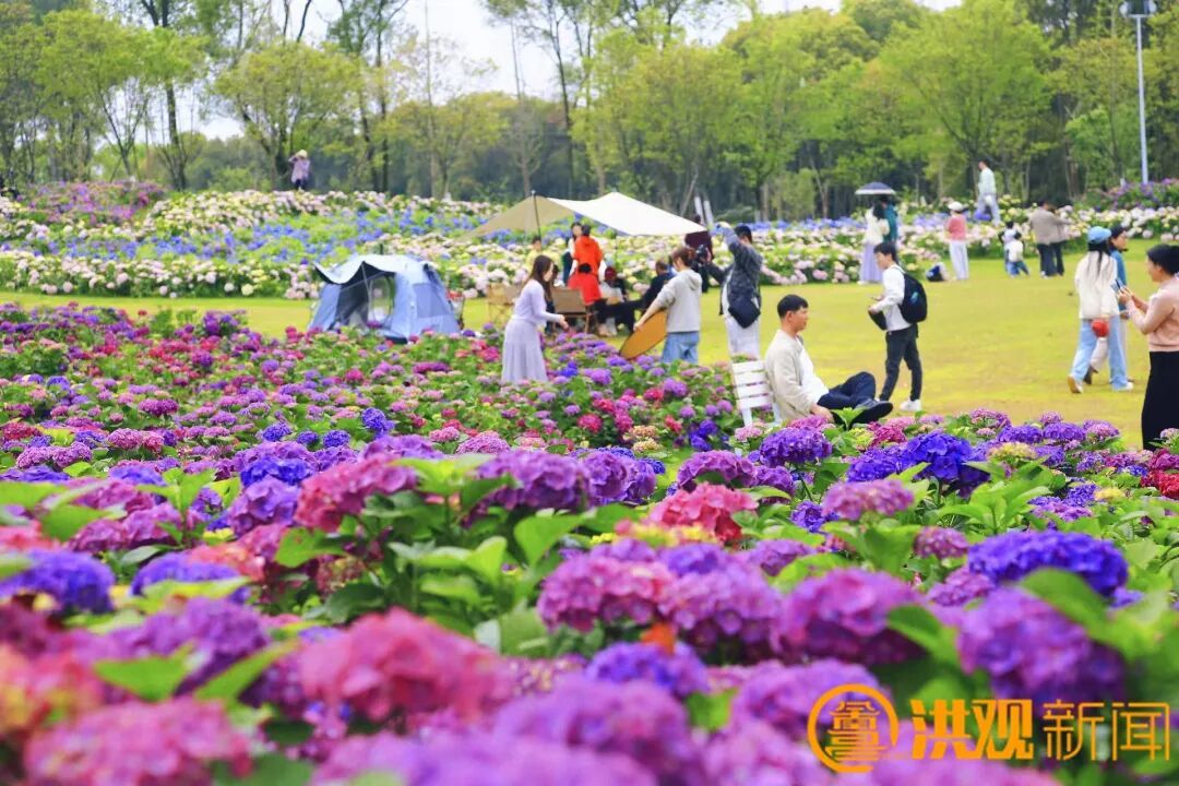 读书、赏花、听雨……看，这是最美的南昌四月天