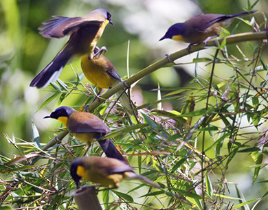 “鸟中大熊猫”蓝冠噪鹛安家山城德兴