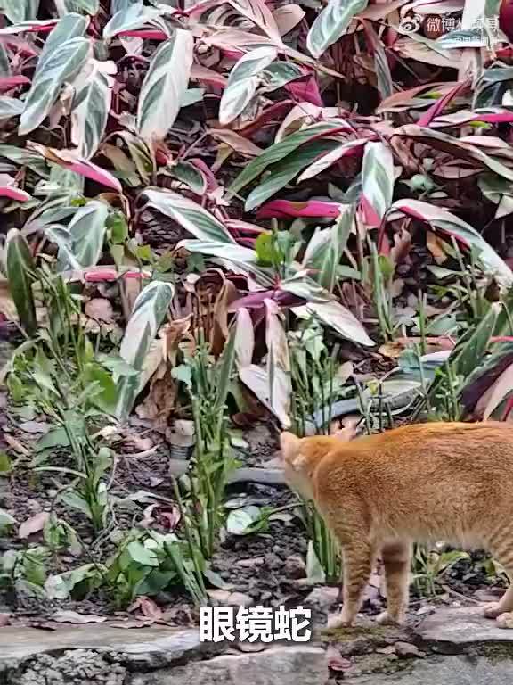 公园散步遇到眼镜蛇小猫挺身而出