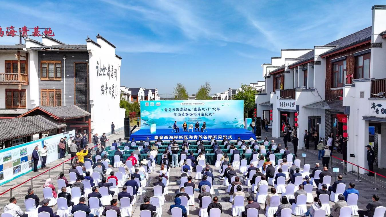 青岛西海岸新区“南茶北引”70年暨海青茶谷雨开采仪式启幕