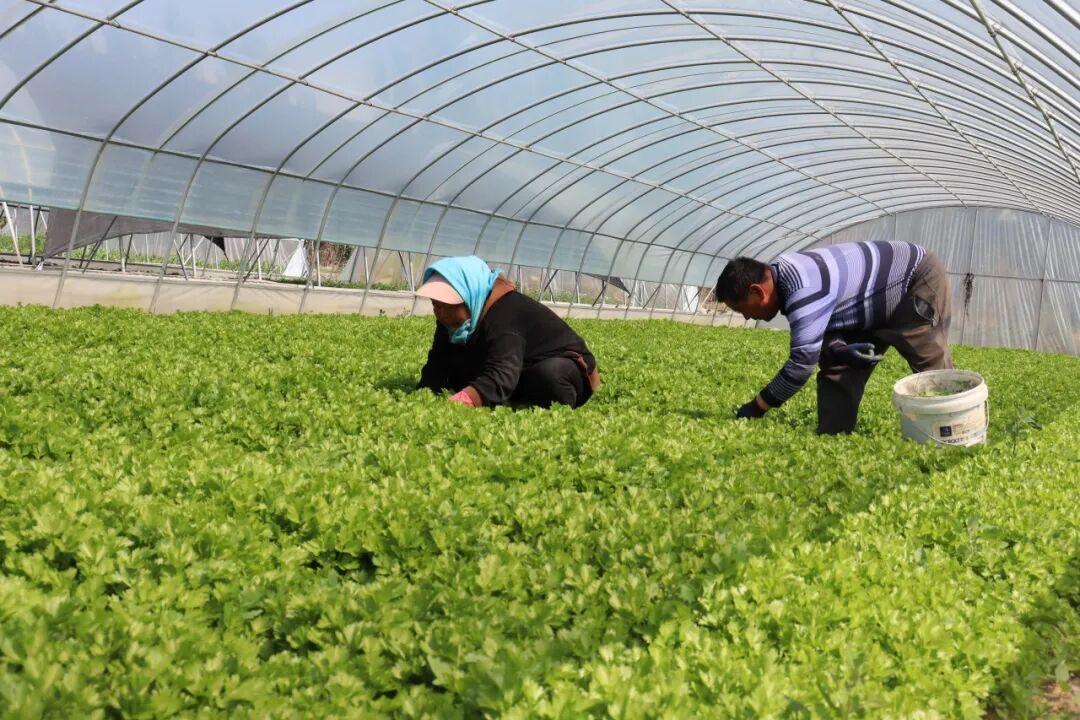 泉湖镇设施蔬菜产业 (2).JPG