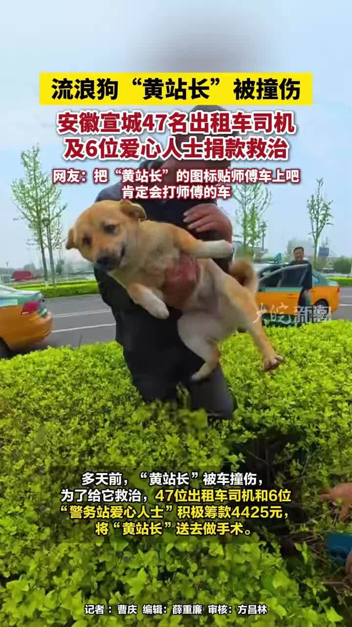 流浪狗“黄站长”被撞伤，安徽宣城47名出租车司机及6位爱心人士捐款救治，网友：把“黄站长”的图标贴师傅车上吧，肯定会打师傅的车#安徽dou知道 #宣城本地 #人与动物 #流浪狗“黄站长” #出租车司机
