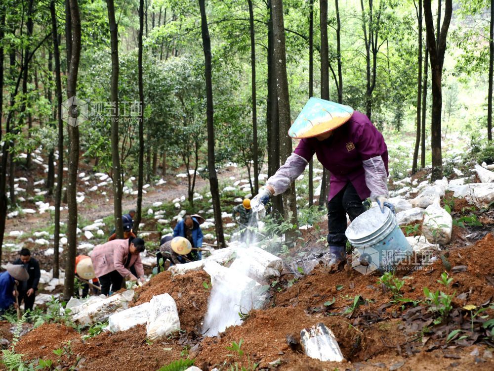 江西分宜：灵芝栽种忙（图）