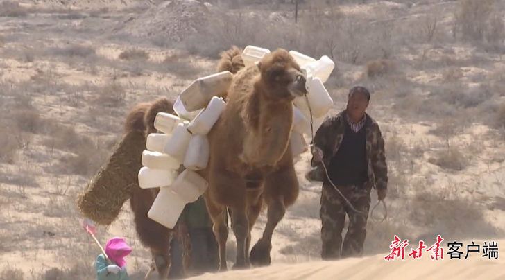 王银吉用骆驼运水　凉州区融媒体中心提供