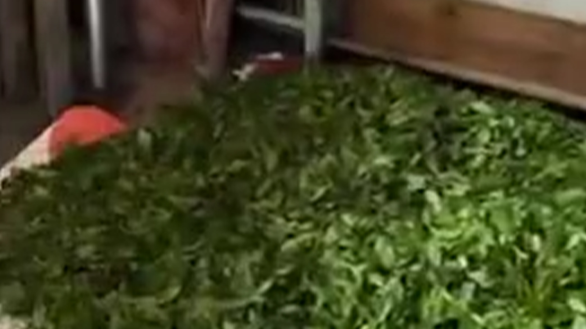 游客到浙江丽水景区游玩，竟发现村民在恶臭熏天的公厕里晒茶叶，当地回应：已经劝阻了