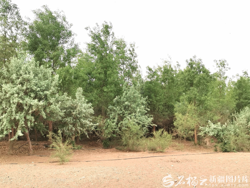 4月17日,莎车县中水库生态林基地郁郁葱葱的树木。天山网-新疆日报记者 曹华摄