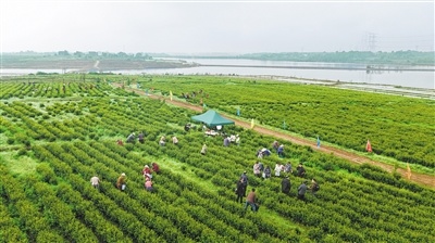 进贤县钟陵镇青山墩古茶园迎来春茶采摘季