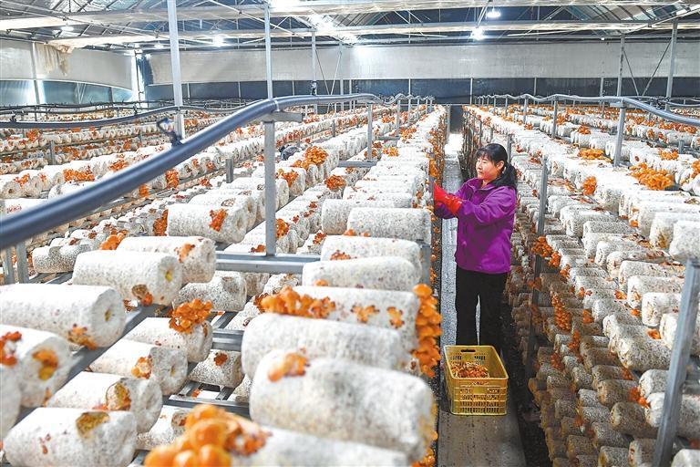 近日，清水县省级食用菌现代农业产业园内，工作人员在采摘蘑菇。新甘肃&middot;甘肃日报通讯员　周文涛