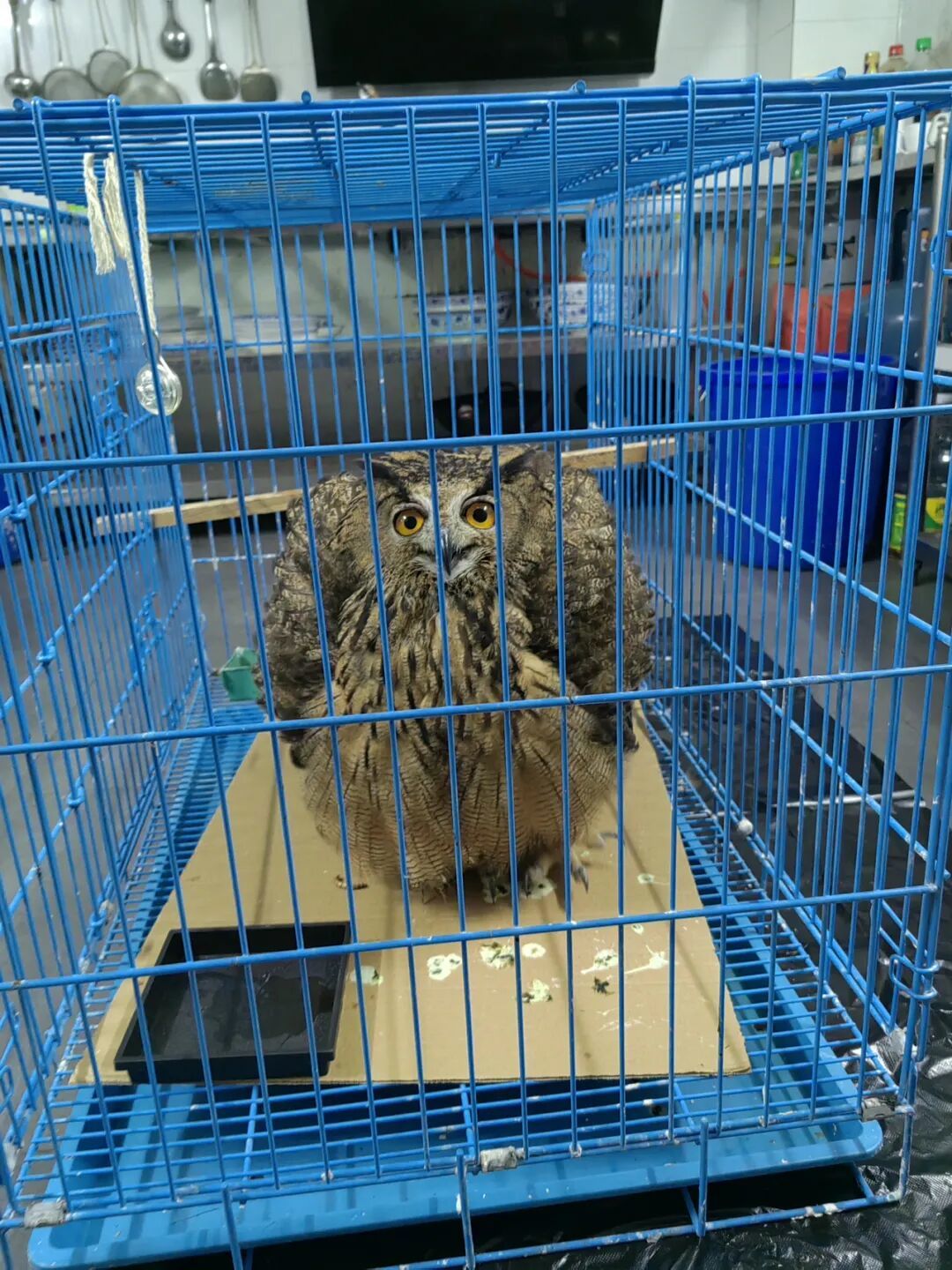 “落难”雕鸮坠落院中广丰多部门联手救助(图1)