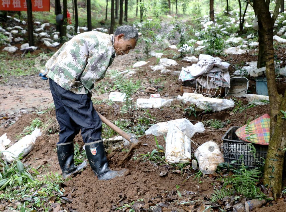 江西分宜：灵芝栽种忙（图）
