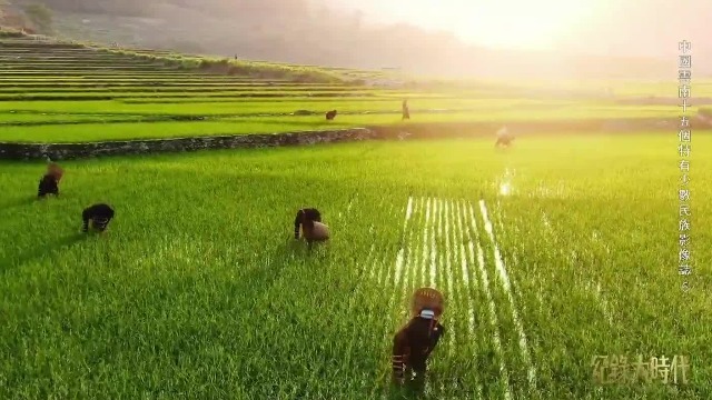 被称为“猎虎的民族”！拉祜族制作的茶叶被销往全国各地