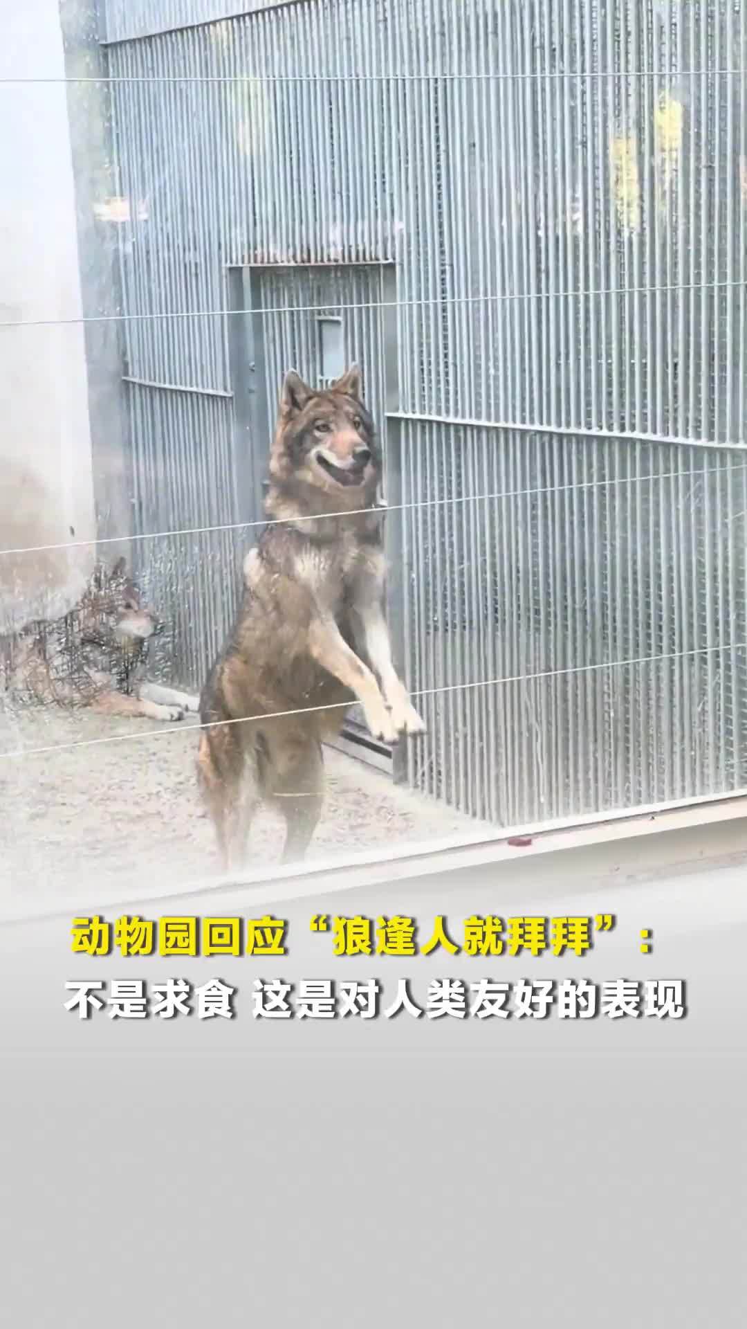 河南平顶山动物园回应“狼逢人就拜拜”：不是求食，这是对人类友好的表现