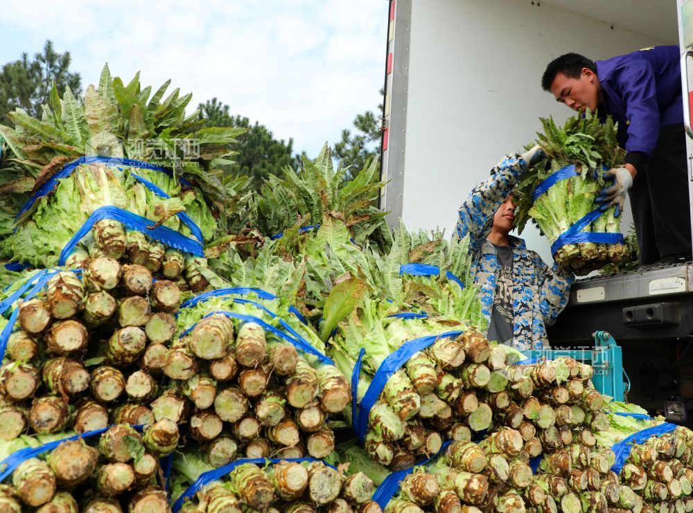 农民正在采收蔬菜（邓和平 摄）
