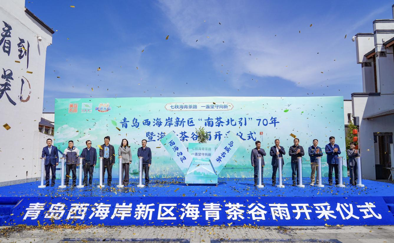 青岛西海岸新区“南茶北引”70年暨海青茶谷雨开采仪式启幕