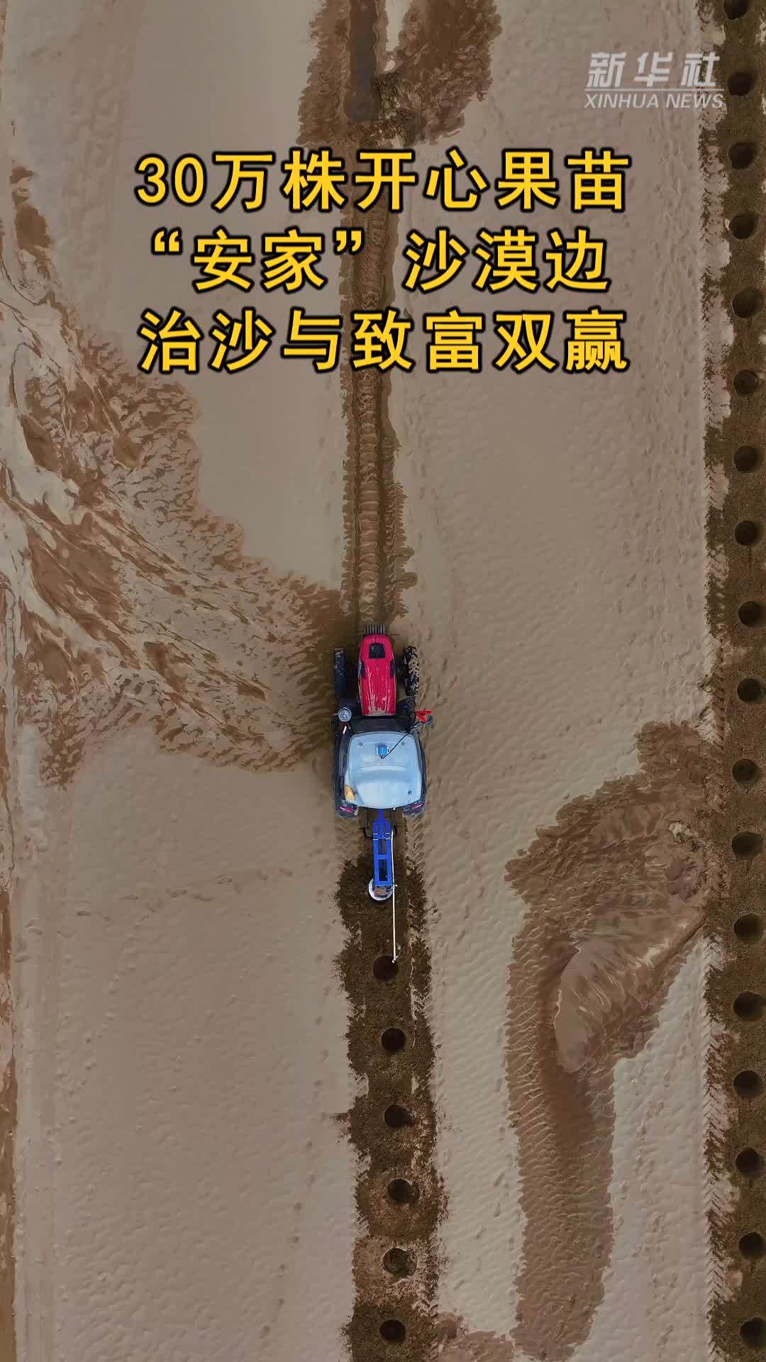 30万株开心果苗“安家”沙漠边 治沙与致富双赢