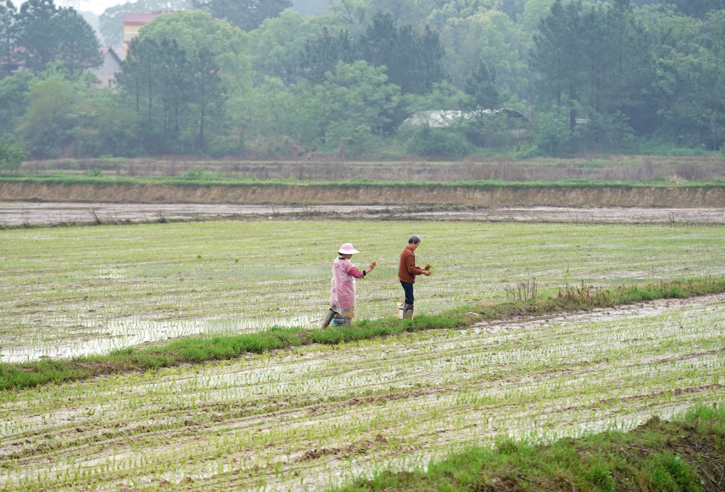 抢农时、忙抛秧，新余田间地头“耕”新了