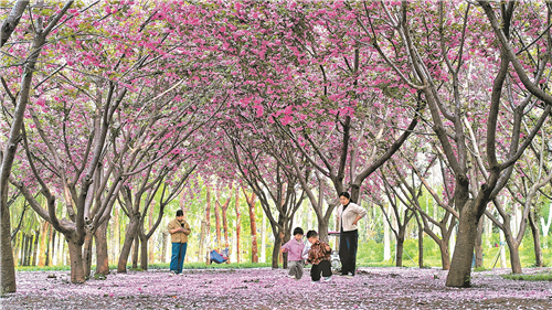 4月12日，柘城县千树园公园樱花盛放，粉樱缀满枝头，游人漫步赏花，孩童在花下嬉戏。 张子斌 摄