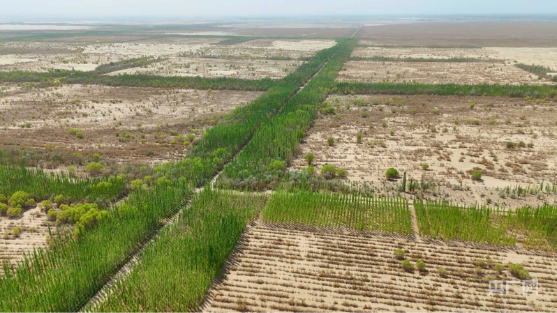 麦盖提县防风固沙生态林基地 （央广网 高美慧子 摄）