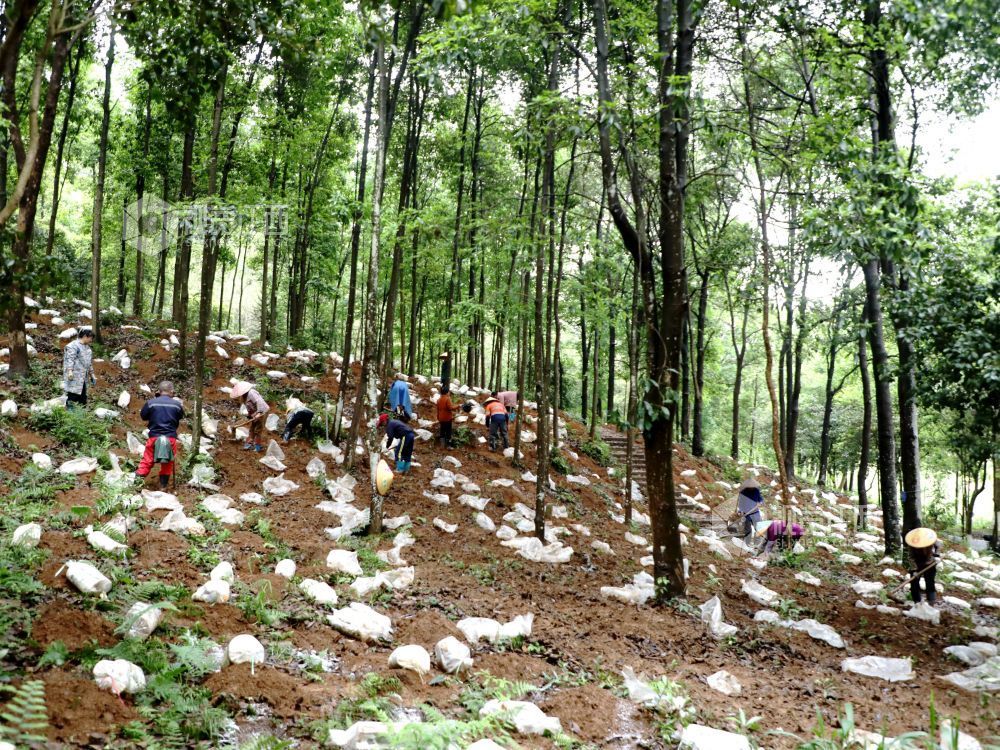 江西分宜：灵芝栽种忙（图）