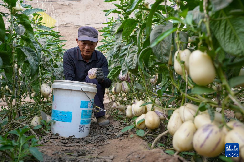 4月23日，在民勤县大滩镇上泉村，村民白生泉在自家温室大棚内采摘人参果。新华社记者　郎兵兵　摄