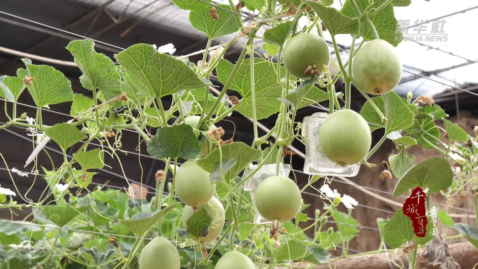 千城百县看中国｜山东东阿：文玩葫芦喜丰收